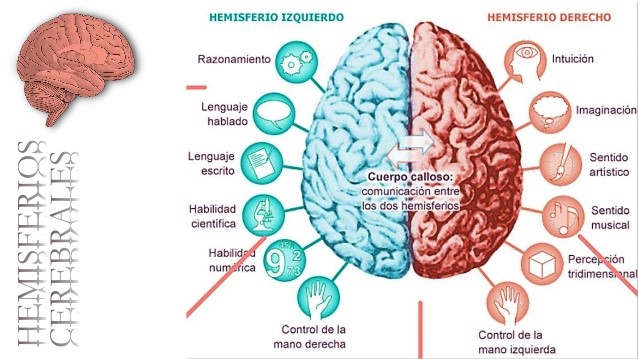 Cerebro Hmisferio