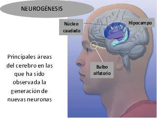 Neumogenesis