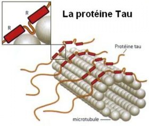 Proteína TAU