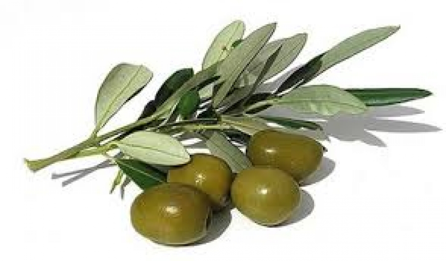 Is olive oil safe for sperm