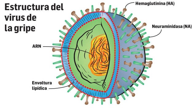 Gripe Virus