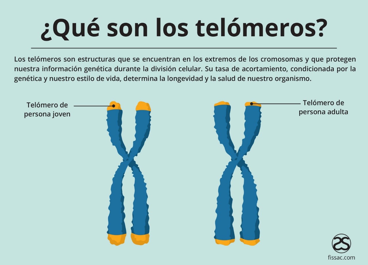 Telomeros